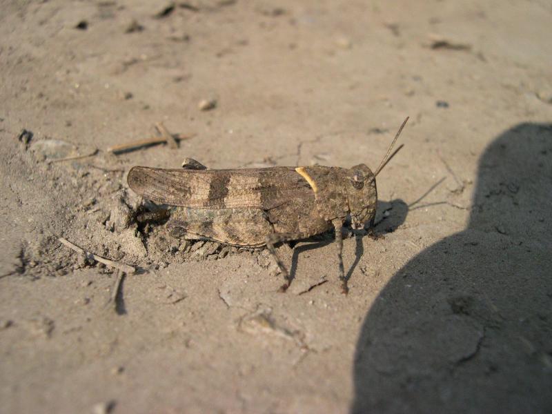 Ortotteri in montagna